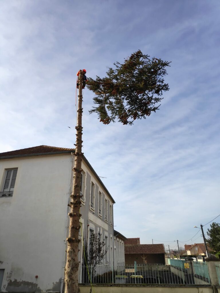 Élagage et Abattage d'arbres