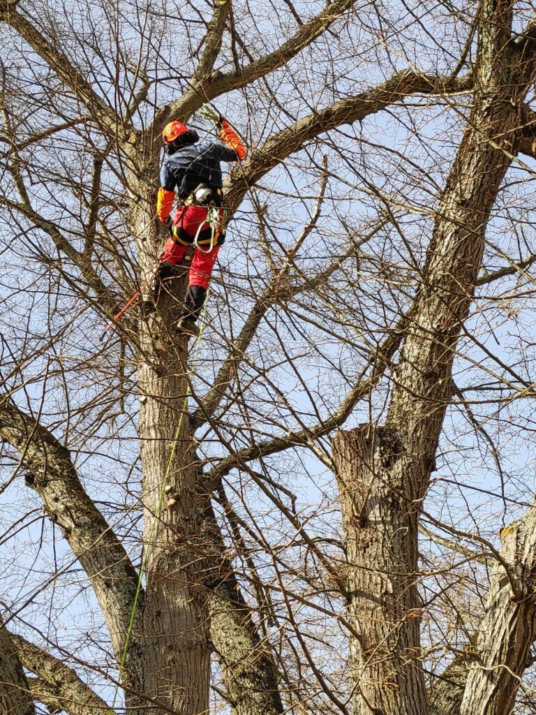 Élagage et Abattage d'arbres